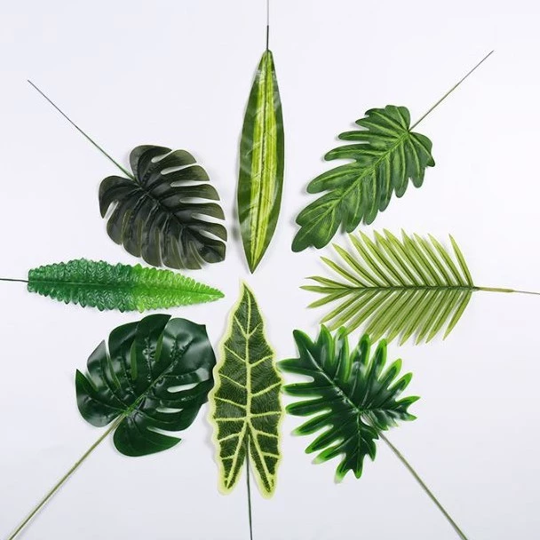 daun talas cover