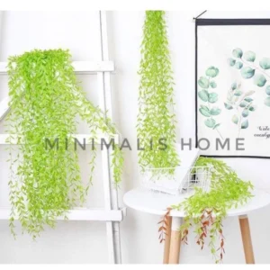Daun Juntai Hoya Costa Janda Merana Warna Hijau Muda Tua Lee Kwan Yew MInimalis Home
