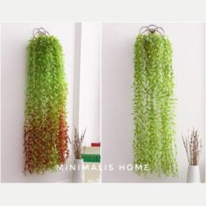 daun juntai hoya costa